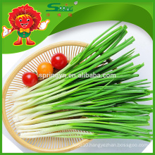 Best Price for Frozen Chinese Chives